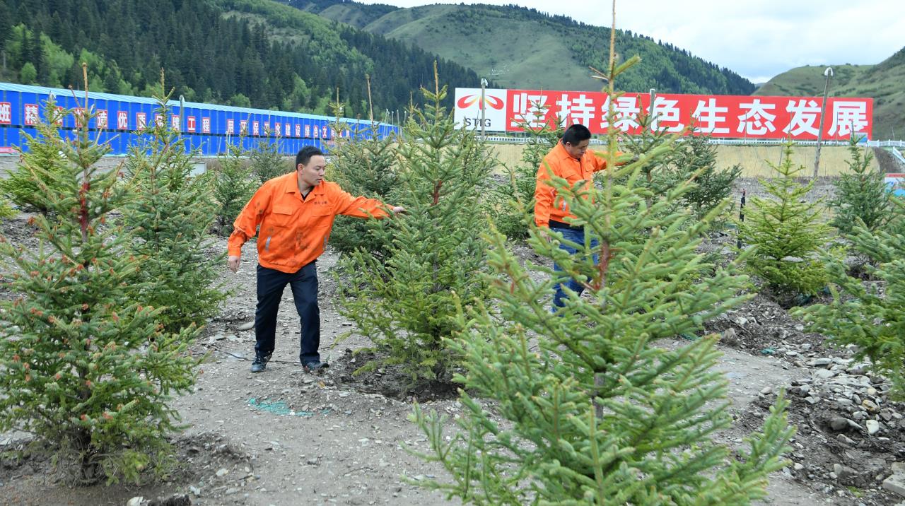 久马高速建设者在苗木验证试验基地查看树木生长情况.jpg